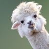 alpaca1320